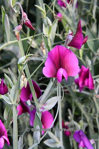 wpl_imgKL/Lathyrus tingitanus 4.jpg